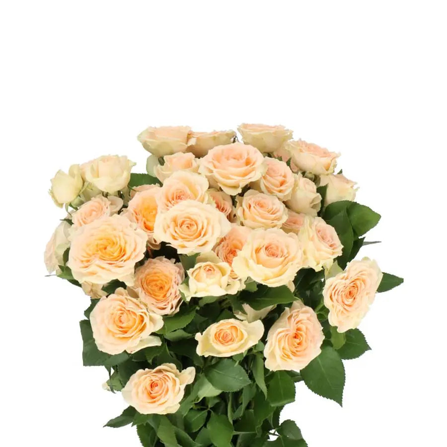 Spray Rose Sancerre - 20 Stems Holex Dutch