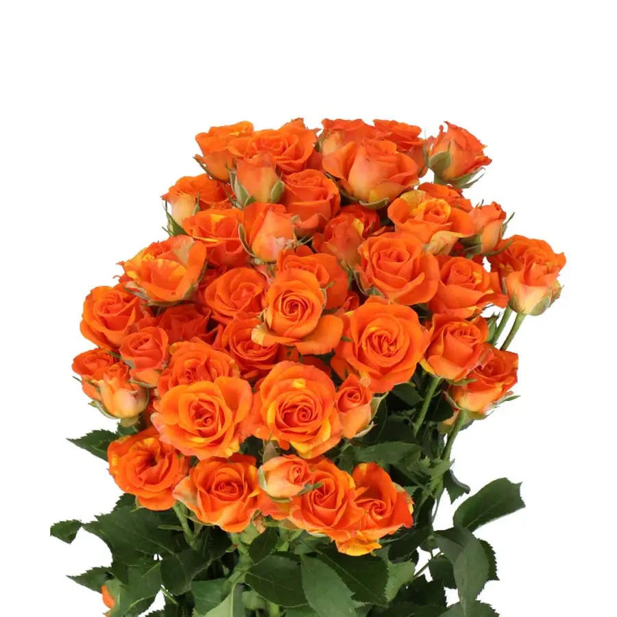 Spray Rose Smashing - 20 Stem Bunch Holex Dutch