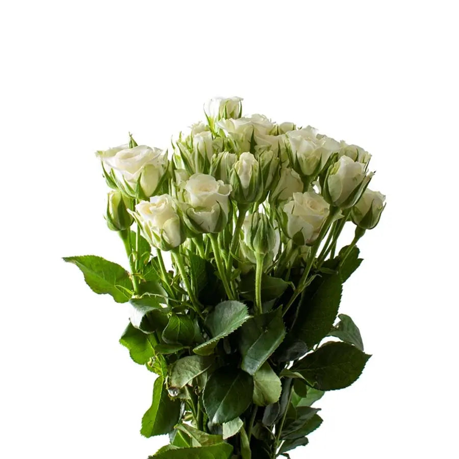Spray Rose Snowflake - 20 Stem Bunch Holex Dutch