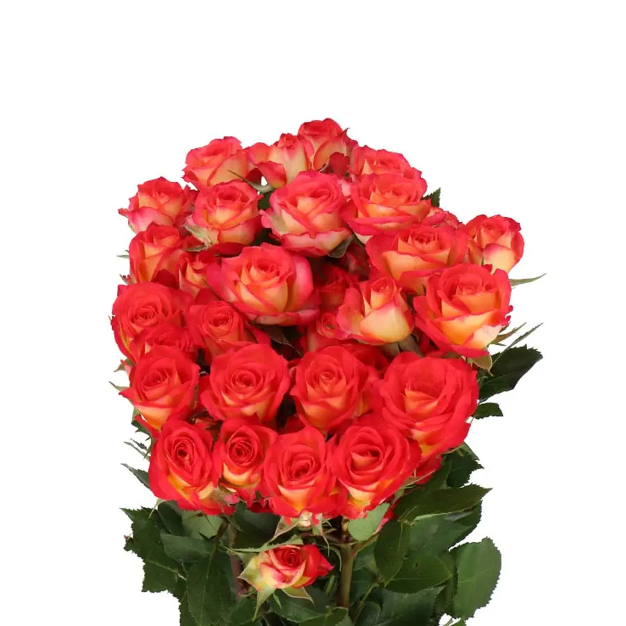 Spray Rose Summer Dance - 20 Stems Holex Dutch