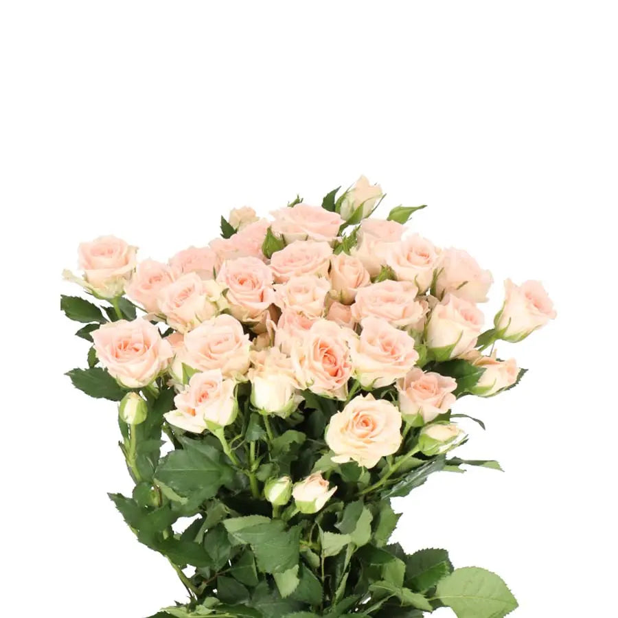 Spray Rose Sweet Sara - 20 Stem Bunch Holex Dutch