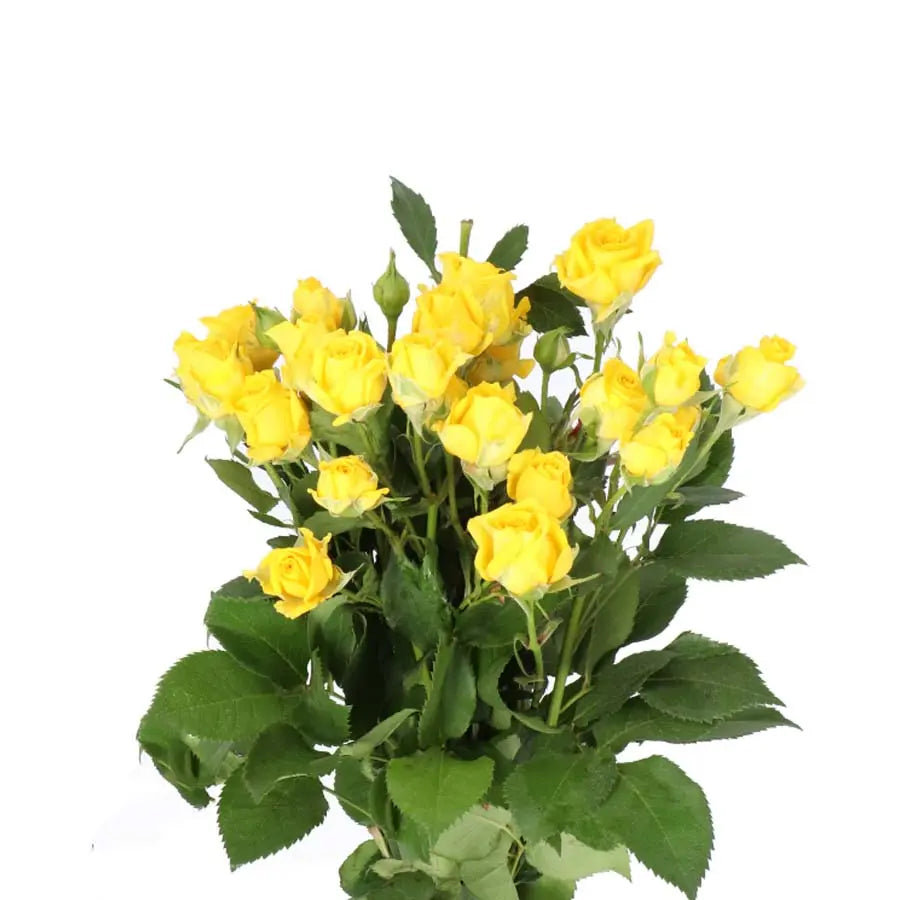 Spray Rose Tarantella - 20 Stem Bunch Holex Dutch