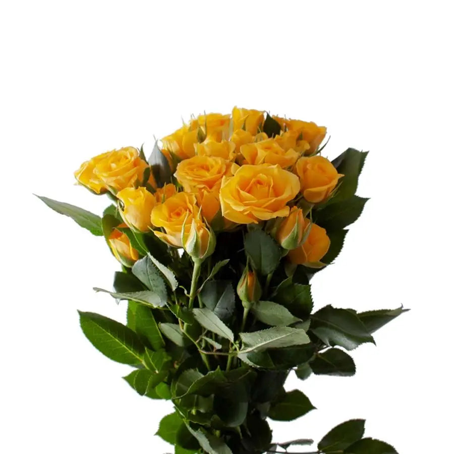 Spray Rose Yellow Babe - 20 Stem Bunch Holex Dutch