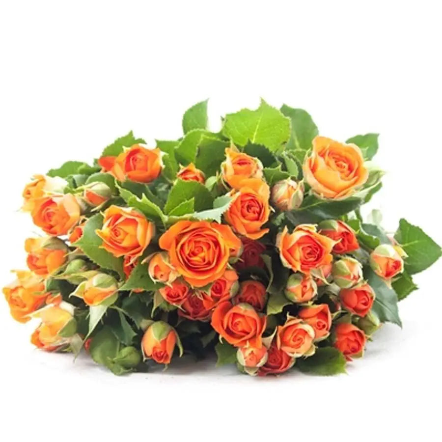 Spray Rose Babe  - 10 Stem Bunch