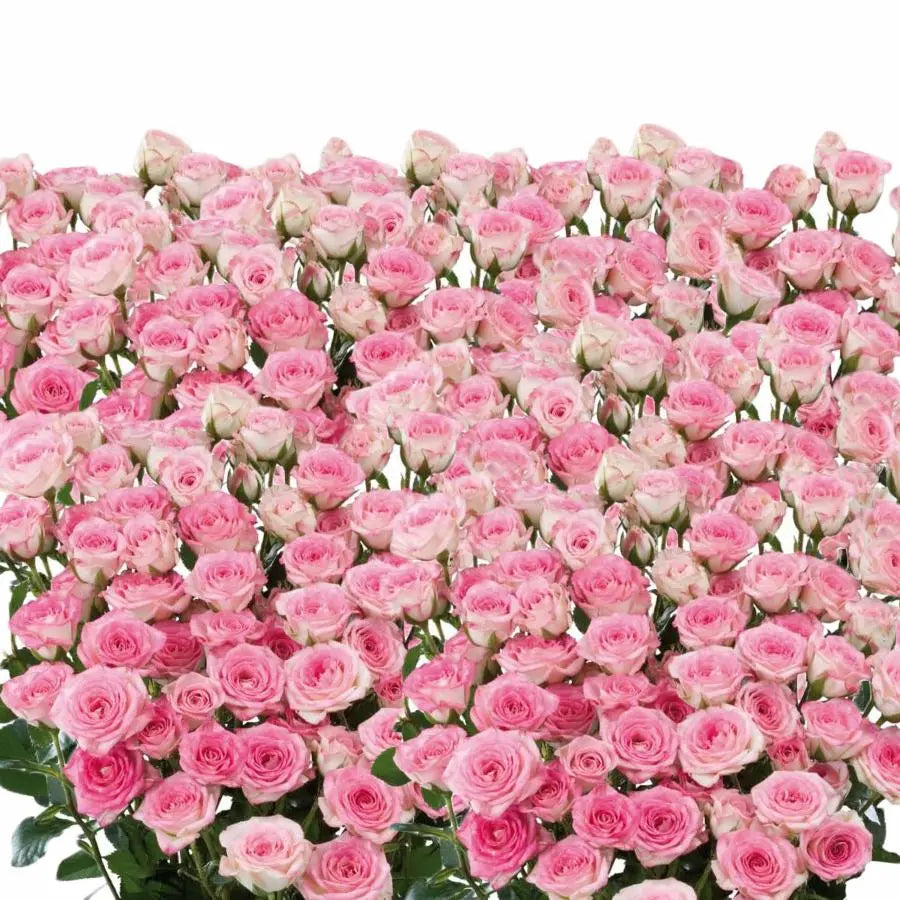 Spray Rose Creamy Twister - 10 Stem Bunch