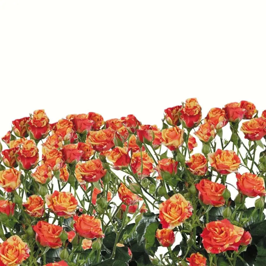 Spray Rose Fire Flash - 10 Stem Bunch