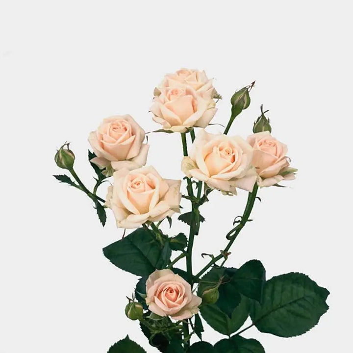 Spray Rose Jana - 10 Stem Bunch