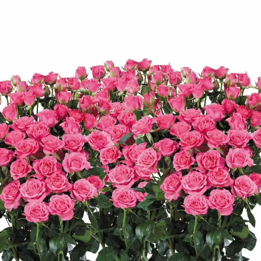 Spray Rose Lianne - 10 Stem Bunch