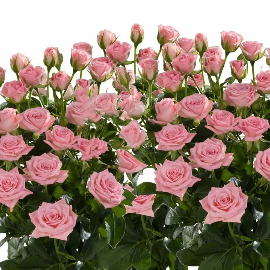 Spray Rose Odilia - 10 Stem Bunch