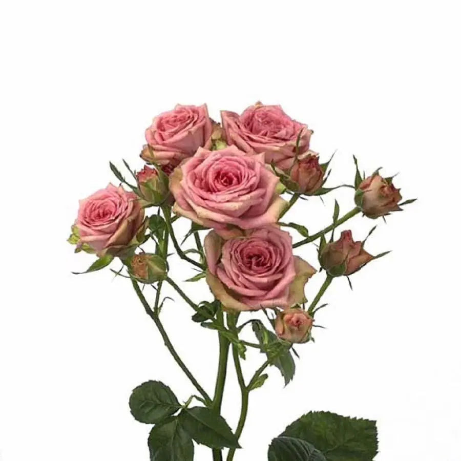 Spray Rose Pepita - 10 Stem Bunch