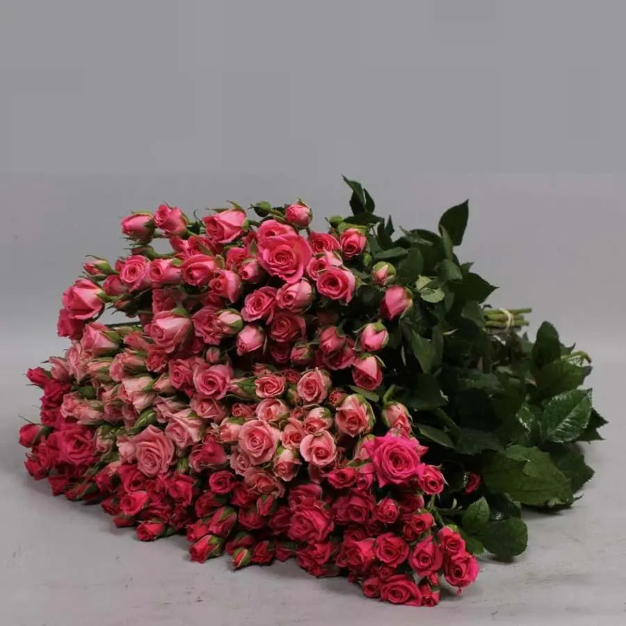 Spray Rose Pink Assorted - 10 Stem Bunch