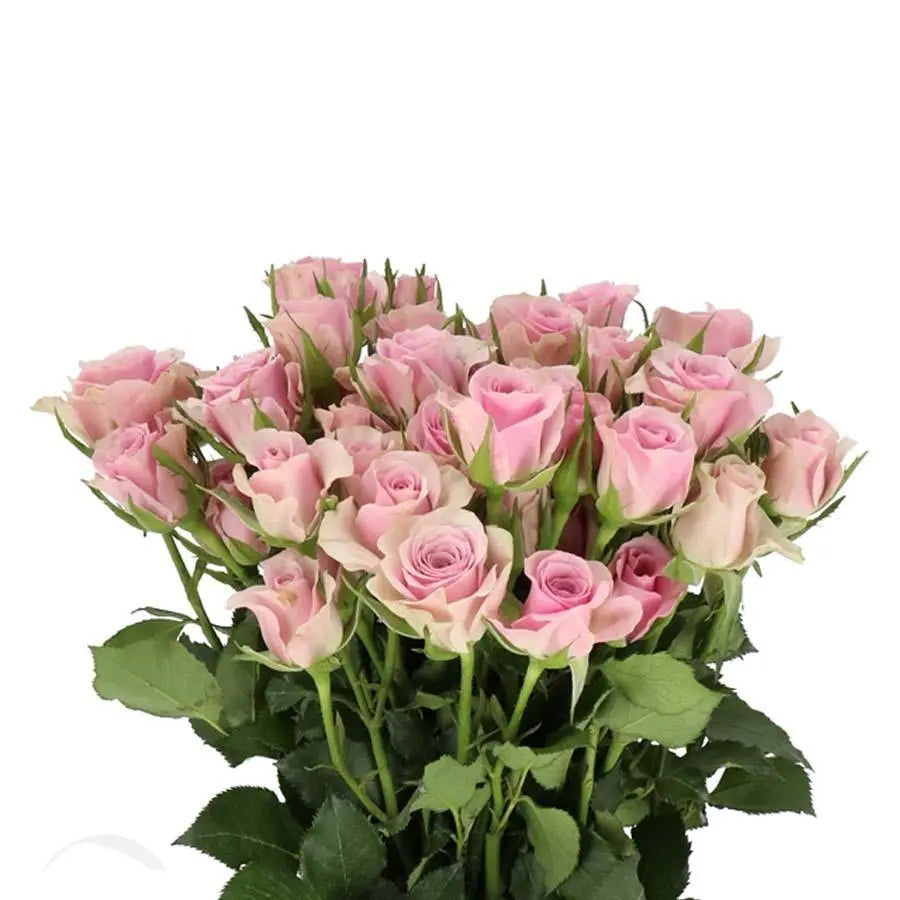Spray Rose Purple - 10 Stem Bunch