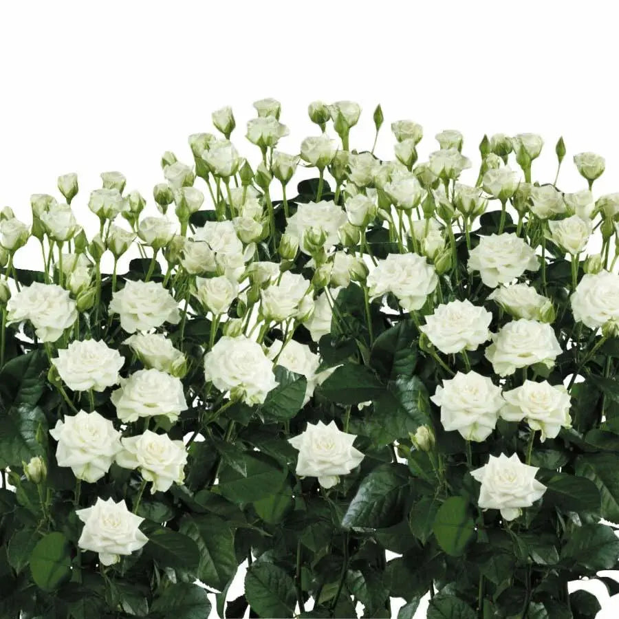 Spray Rose Snowflake - 10 Stem Bunch