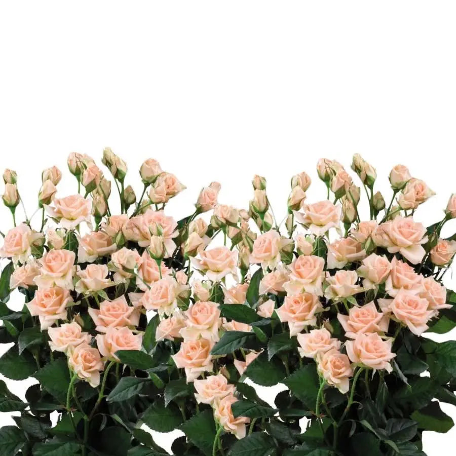 Spray Rose Sweet Sara - 10 Stem Bunch