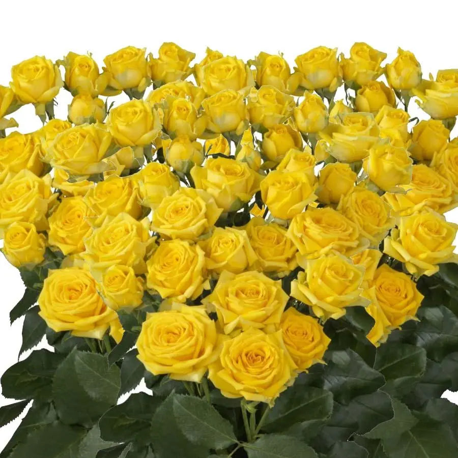 Spray Rose Tarantella - 10 Stem Bunch