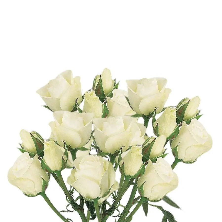 Spray Rose Viviane - 10 Stem Bunch
