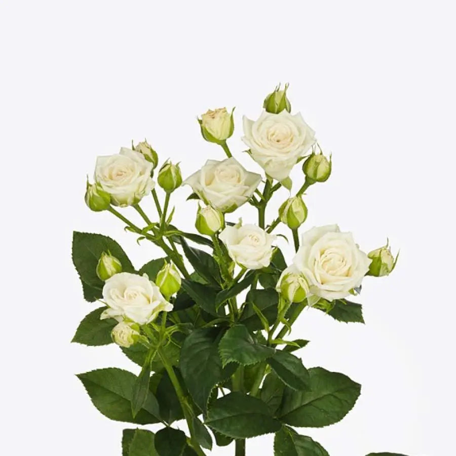 Spray Rose White - 10 Stem Bunch