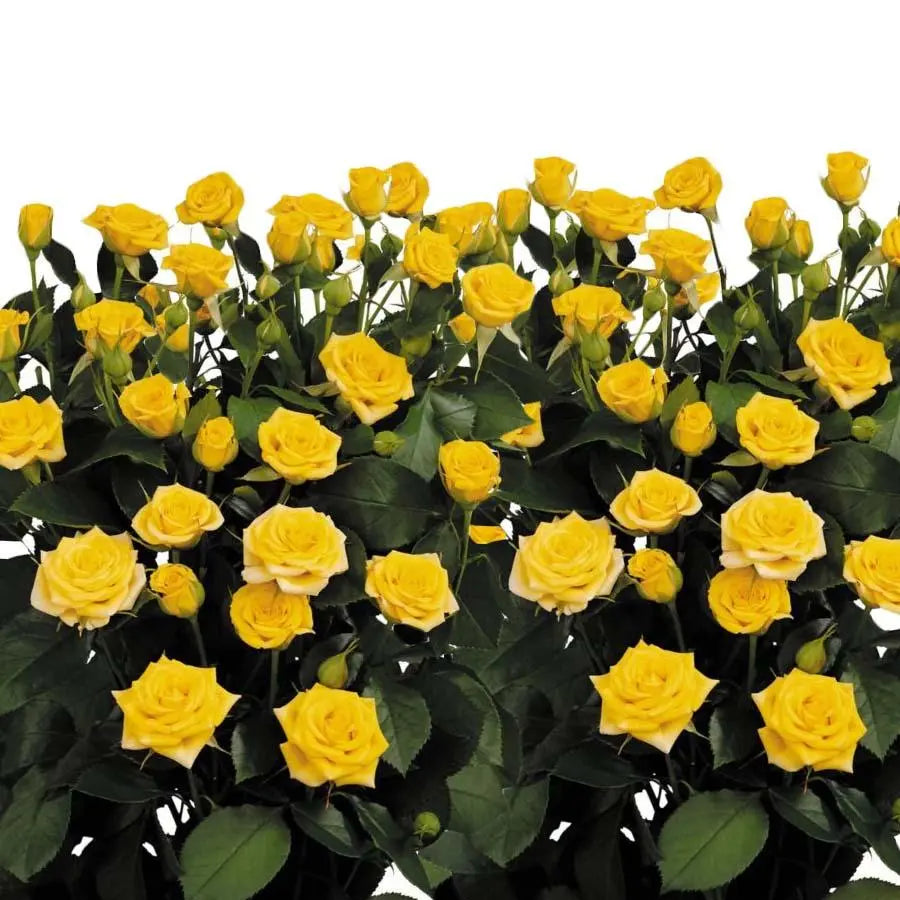 Spray Rose Yellow Babe - 10 Stem Bunch