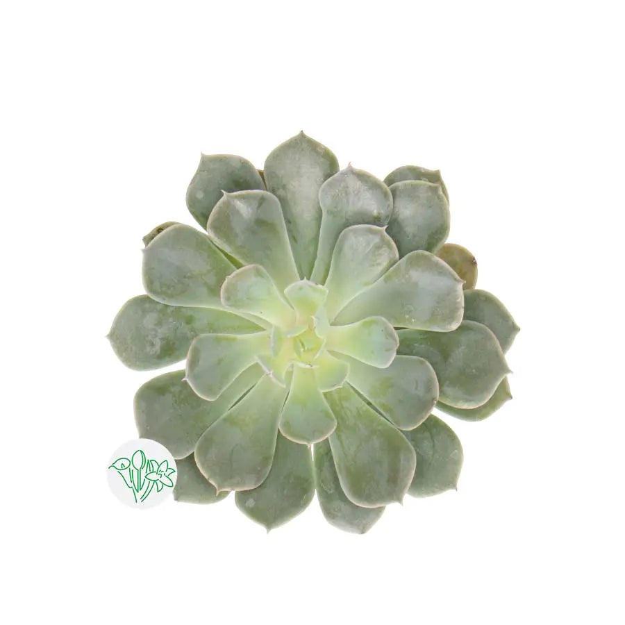 Succulent Grey Prince Holex Dutch