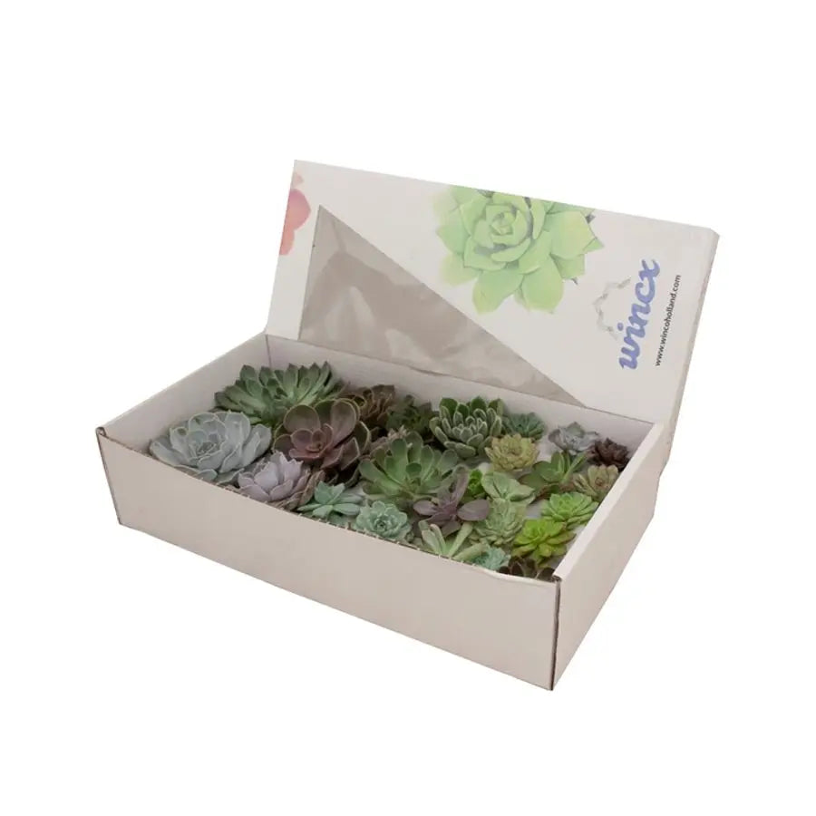 Succulent Assorted - Mixed Sizes Holex Dutch