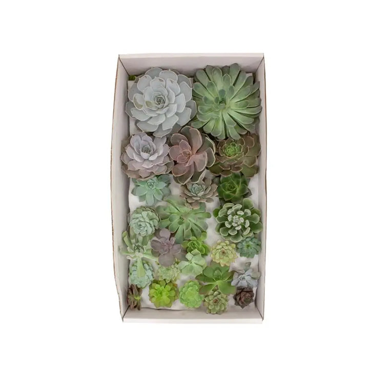 Succulent Assorted - Mixed Sizes Holex Dutch