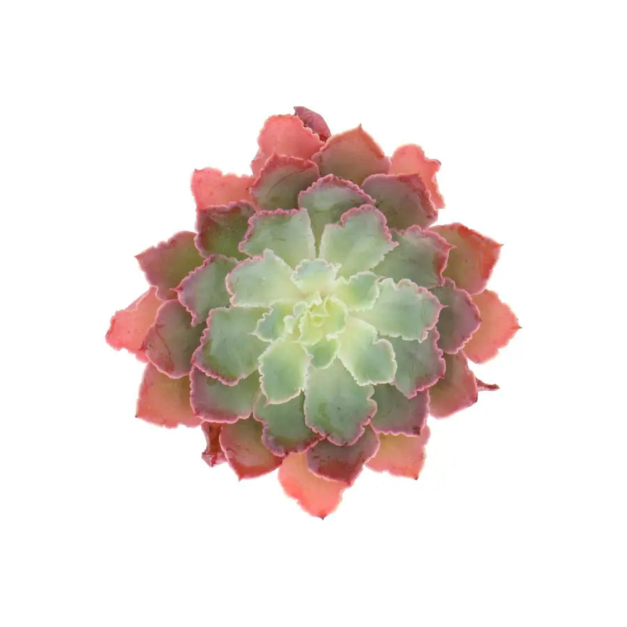 Succulent Neonbreaker Holex Dutch