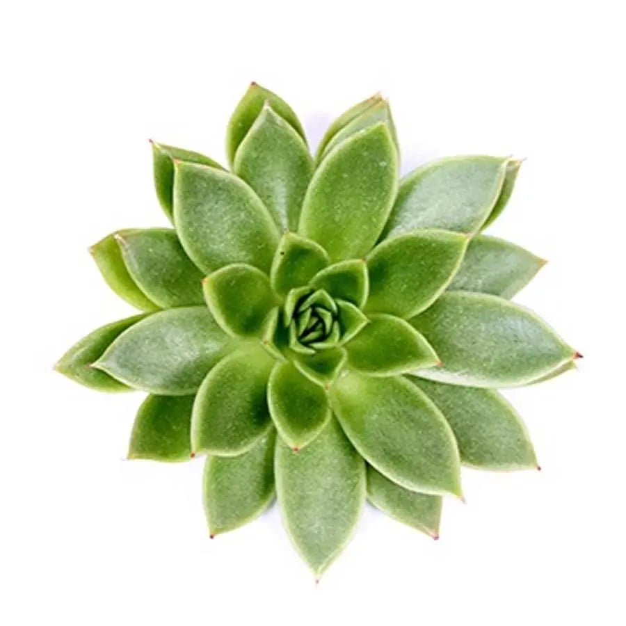 Succulent Agavoides