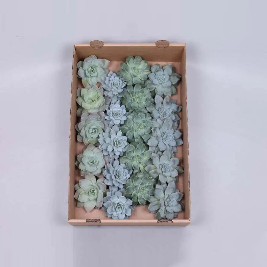 Succulent Aqua Assorted, 5cm