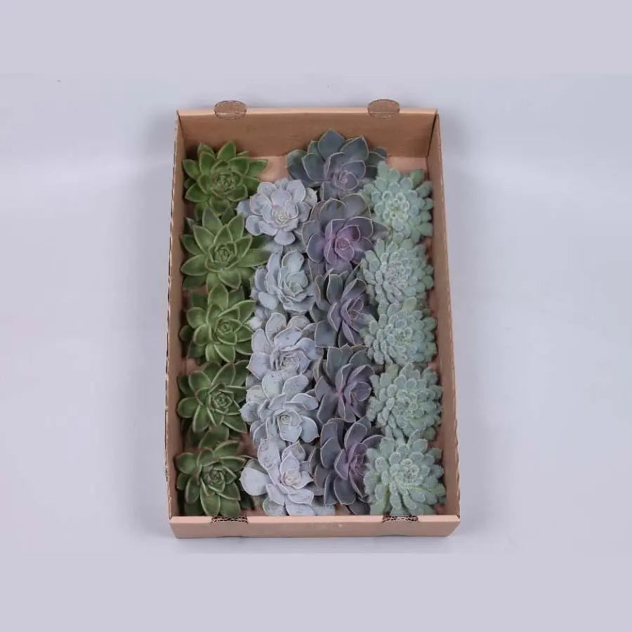 Succulent Assorted Basic