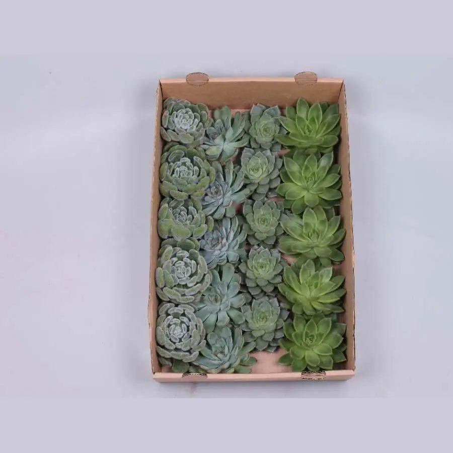 Succulent Assorted Green
