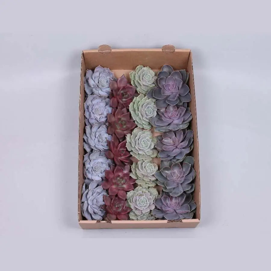 Succulent Assorted Love