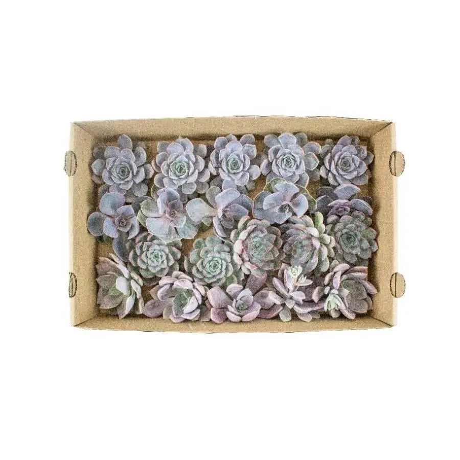 Succulent Assorted Pink