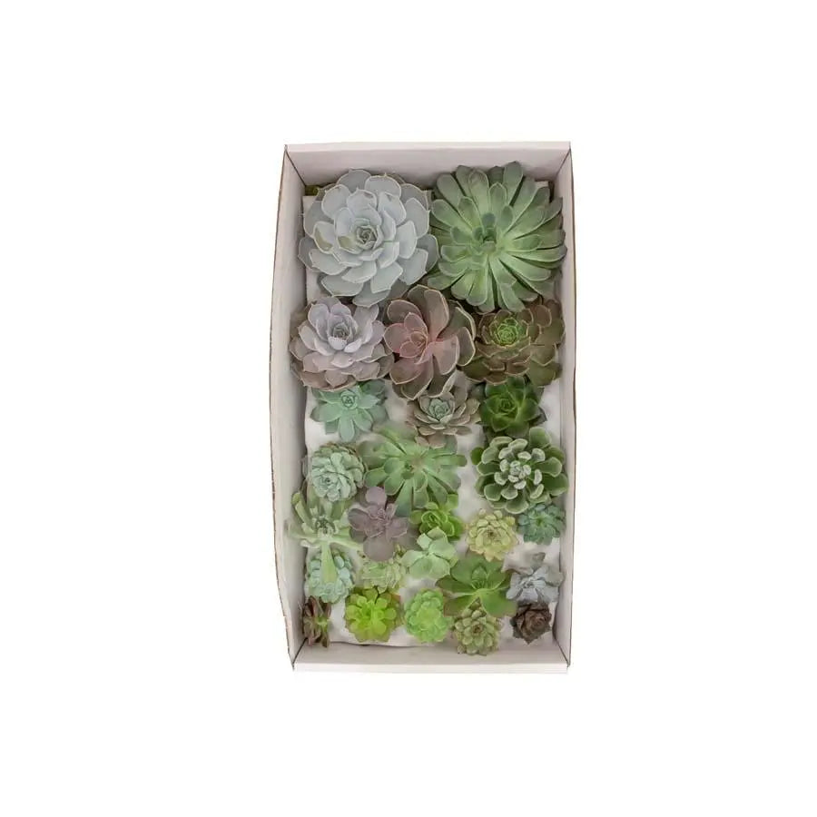 Succulent Assorted Sizes and Colors