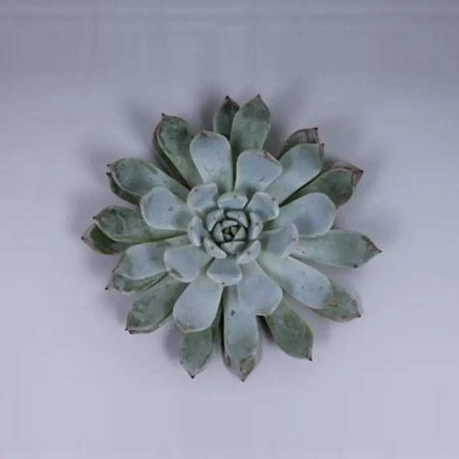 Succulent Baena