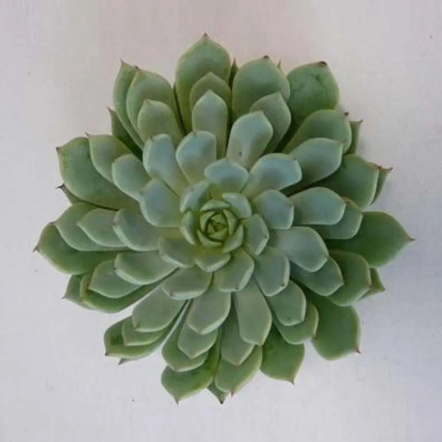 Succulent Derenbergii Blue