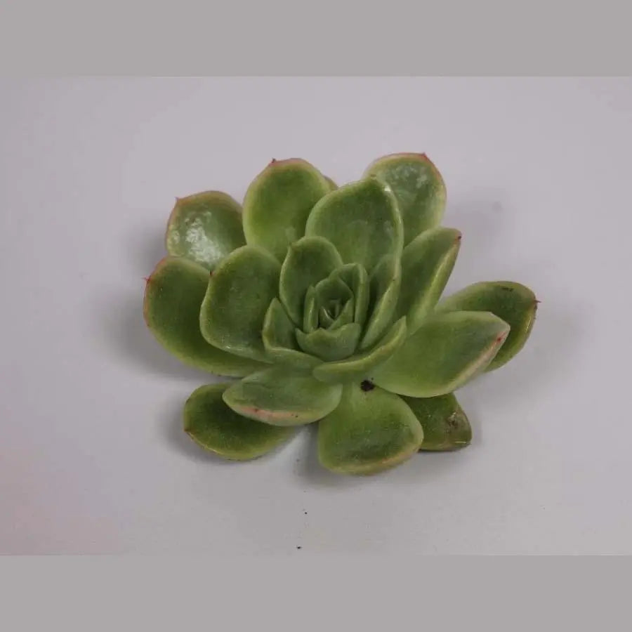 Succulent Gilva