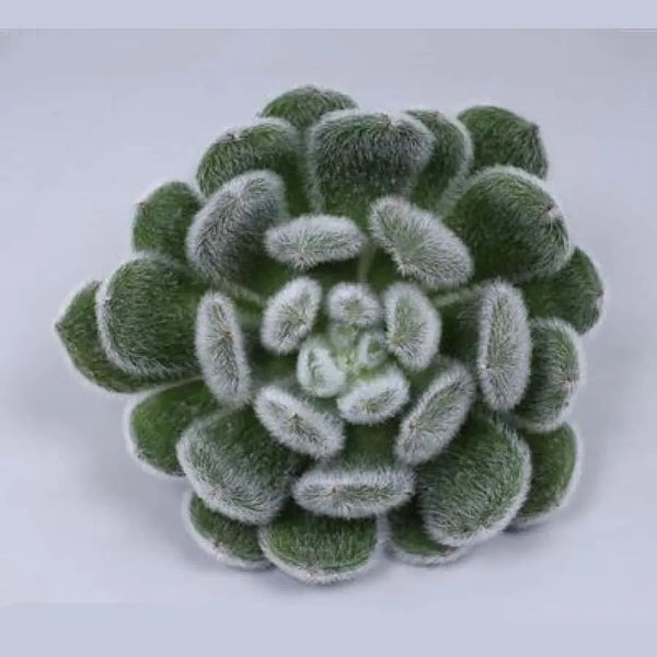 green velvet succulent Succulent Green Velvet