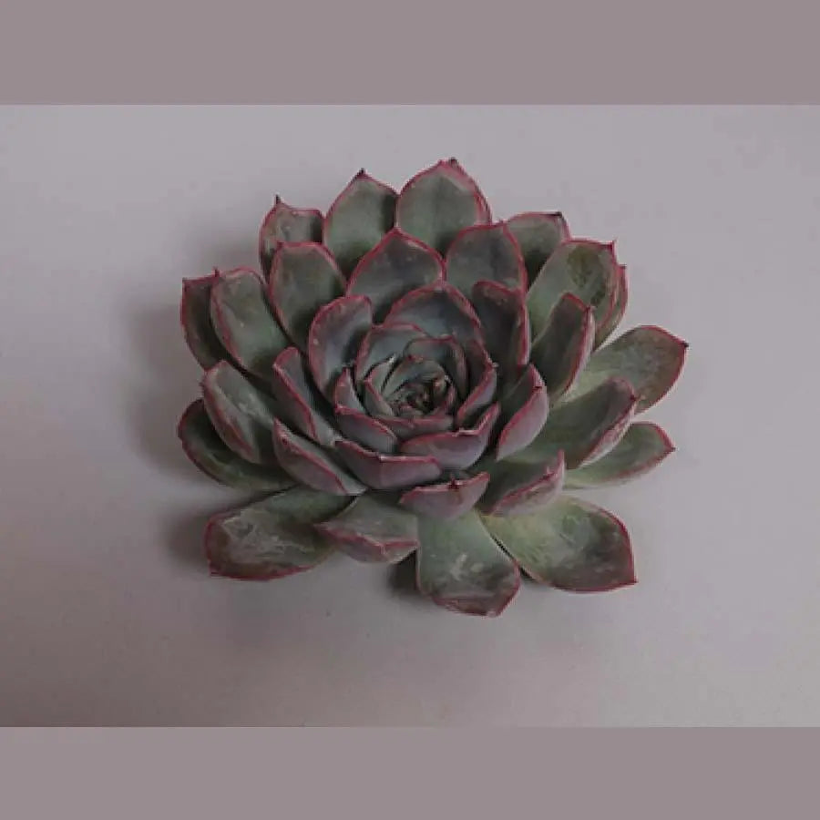 Succulent Hercules