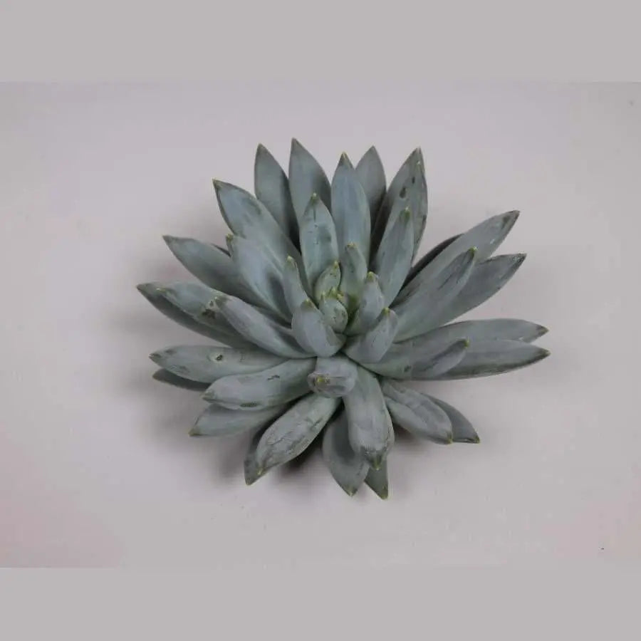 Succulent Hookerii