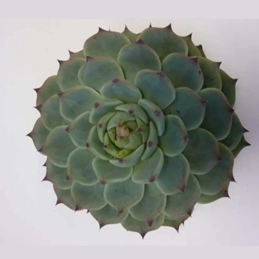 Succulent Lindsyana