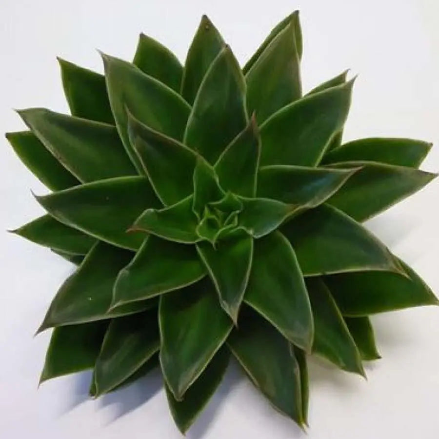 Succulent Mexicana
