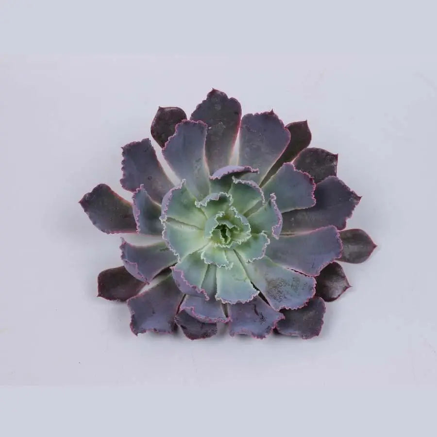 Succulent Neonbreaker