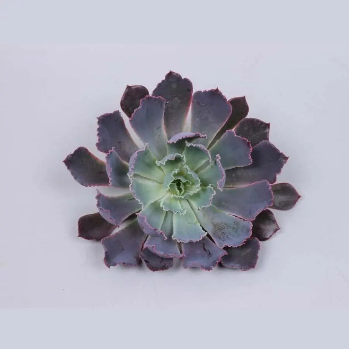 Succulent Neonbreaker