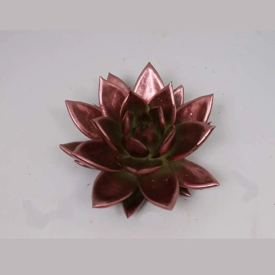 painted succulent plants Succulents Painted