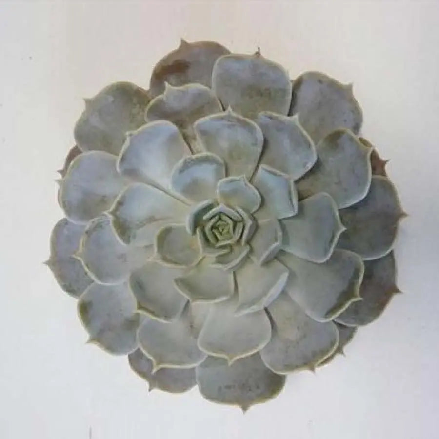 Succulent Riniony