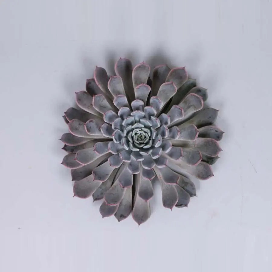 Succulent Rosea