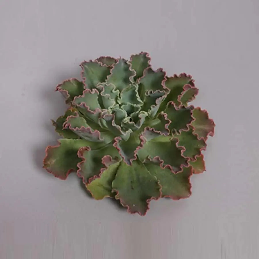 Succulent Shaviana