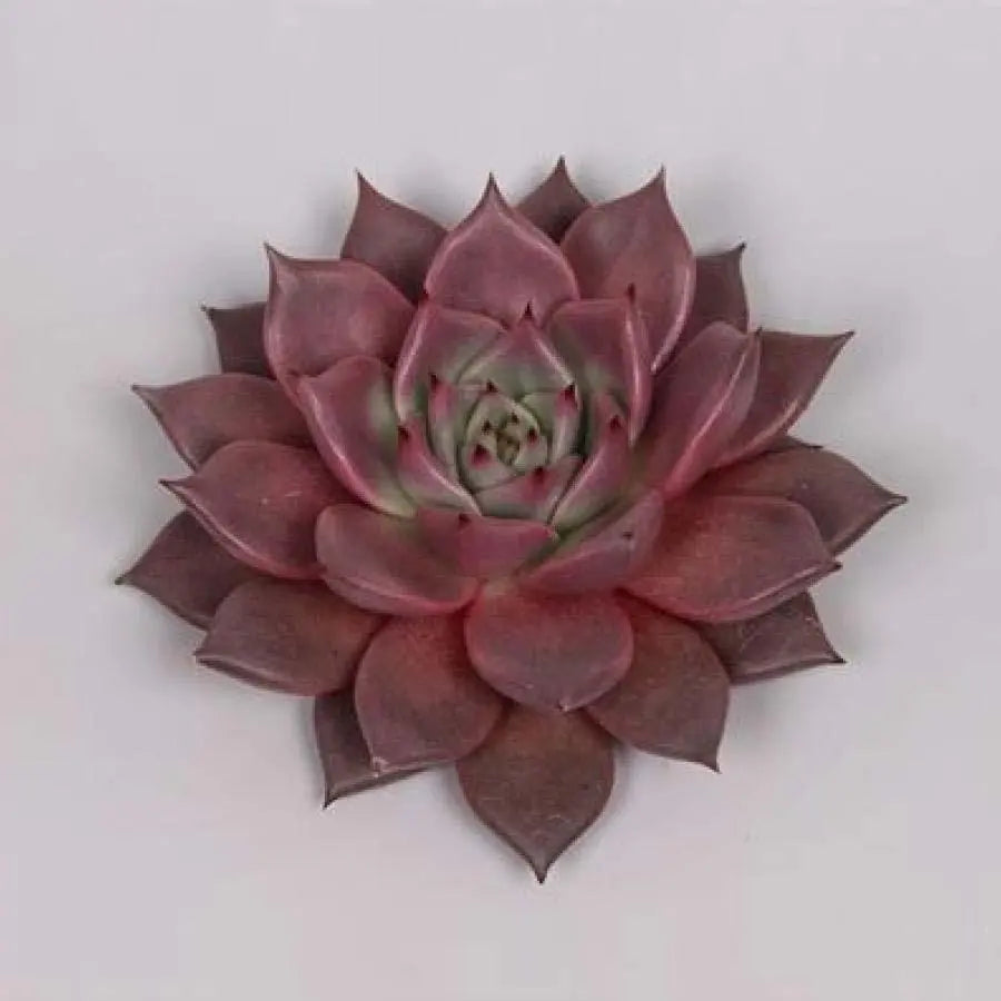 taurus succulent Succulent Taurus