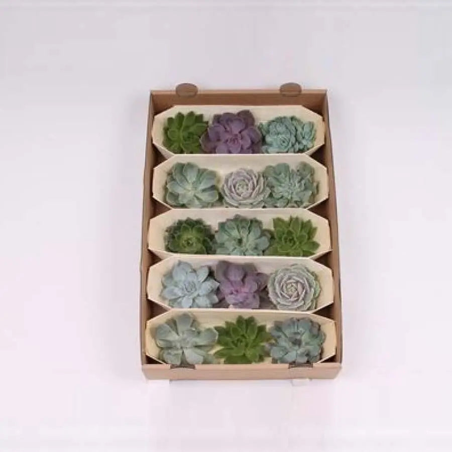 trio of succulents Succulent Trio Assorted