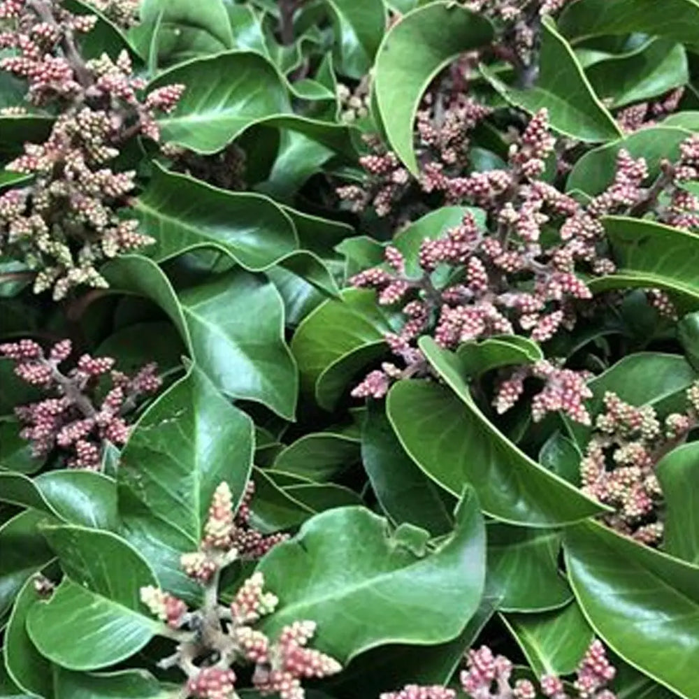 Sumac - 8 Bunch Box HDB